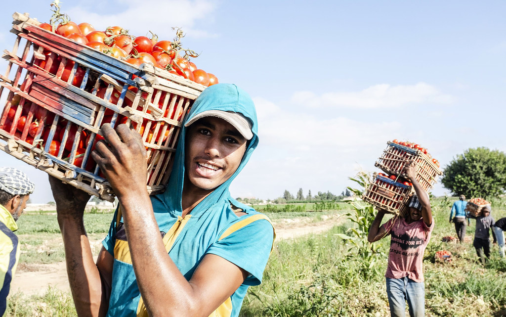 Selon un nouveau rapport de l’Organisation mondiale de la Santé (OMS) et de l’Organisation météorologique mondiale (OMM), la productivité chute de 2 à 3 % pour chaque degré au-delà de 20 °C.